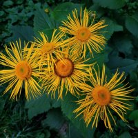 То, что рядом с нами :: Андрей Лукьянов