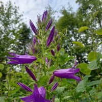 В Ботаническом саду Петрозаводска :: Ирэн В Ботаническом саду Петрозаводска :: Ирэн