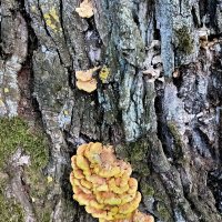 Трутовик серно-желтый :: Veera V Трутовик серно-желтый :: Veera V