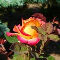 О красоте цветов. :: Милешкин Владимир Алексеевич О красоте цветов. :: Милешкин Владимир Алексеевич