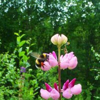 Июнь...Шмель прилетел за нектаром! :: Владимир 