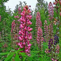 Июнь...В зарослях люпина! :: Владимир 