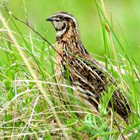 Выглядывая соперника :: Михаил Белоусов Выглядывая соперника :: Михаил Белоусов