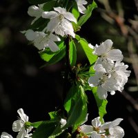 Белый цвет весны :: Роман Савоцкий