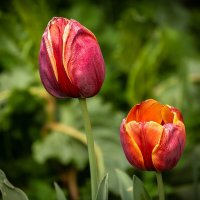 Тюльпаны :: Игорь Сикорский