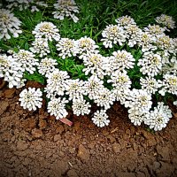 Цветы. :: Владимир Драгунский