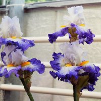 Парочка ирисов с выставки. :: Татьяна Помогалова