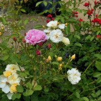 Маленькие радости, которые делают день ярче. :: Татьяна Помогалова