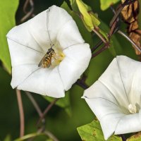 На вьюнке полевом :: Валерий Иванович На вьюнке полевом :: Валерий Иванович