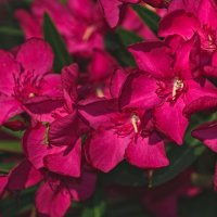 Олеандр :: Giant Tao /