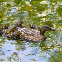 Дружное семейство :: Константин Анисимов
