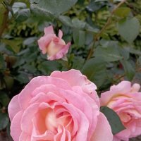 Розочки :: Елена Семигина