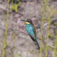 щурки :: юрий макаров щурки :: юрий макаров