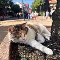 Лето в городе котов и кошек. :: Валерия Комова