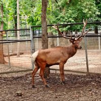 В зоопарке! :: Надежда В зоопарке! :: Надежда