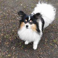 Братья наши меньшие :: Рита Симонова