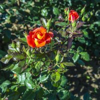 Роза :: Анатолий Чикчирный