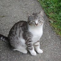 Братья наши меньшие :: Рита Симонова