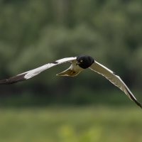 4 :: Сергей Флетчер