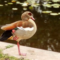 Я и так умею :: Юрий. Шмаков Я и так умею :: Юрий. Шмаков