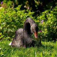 На подножном корму... :: Николай Гирш