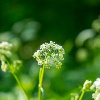 ___ :: Yuriy V ___ :: Yuriy V