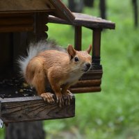 Хозяйка :: Геннадий Супрун