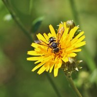 На одуванчике :: Светлана 