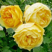 Три сестрицы... :: Ольга Довженко