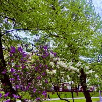 Летние краски :: Iren Brilliance