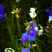 Летняя зарисовка :: Владимир Кроливец