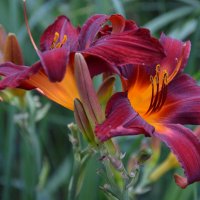 Отцветают красавцы... :: Надежда Куркина 