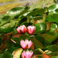 Лето :: Vlad Сергиевич