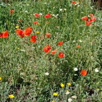Маки на уличной клумбе. :: сергей ермошкин Маки на уличной клумбе. :: сергей ермошкин