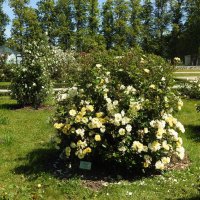 французский парк в Рундале :: ИННА ПОРОХОВА