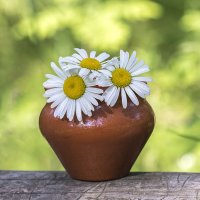 Ромашки :: Андрей Пристяжнюк