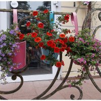 Городские цветы :: Alisia La DEMA