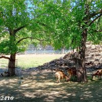 В ростовском зоопарке :: Нина Бутко