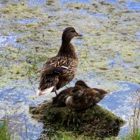 Серая мама-уточка :: Vlad Сергиевич