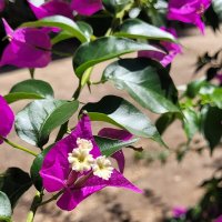 Просто красота! :: Светлана Хращевская