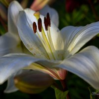 "Время цветения лилий. Белая"© :: Владимир Макаров