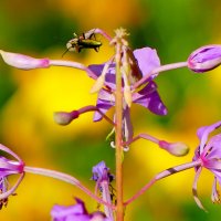 июльские картинки 2 :: Александр Прокудин июльские картинки 2 :: Александр Прокудин