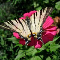 ПАРУСНИК :: Татьяна Касьяненко