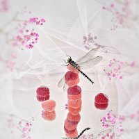 Лето. :: Галина Левина