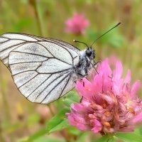 Боярышница :: Viktor Makarov