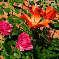 Городские цветы :: Милешкин Владимир Алексеевич 