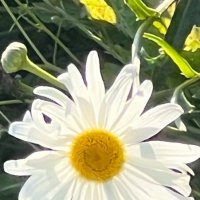 Ромашка-улыбашка :: Жанна Мандрика