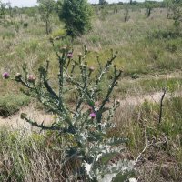 Колючий :: Андрей Хлопонин Колючий :: Андрей Хлопонин