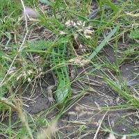 Y :: Андрей Л. В.