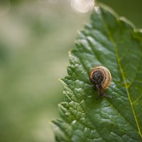 Кустарниковая улитка (Fruticicola fruticum). :: Вадим Басов
